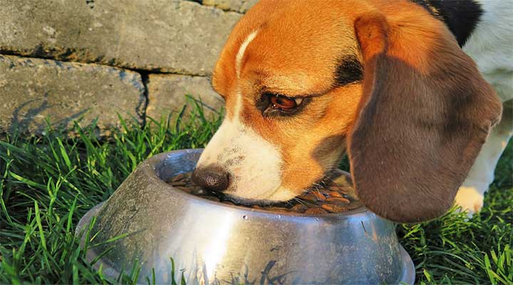 beagle-futternapf-2210717_pix