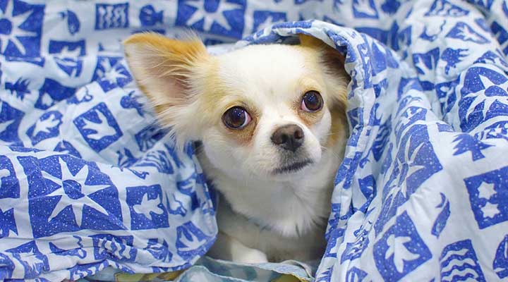 chihuahua-decke-2616338_pix