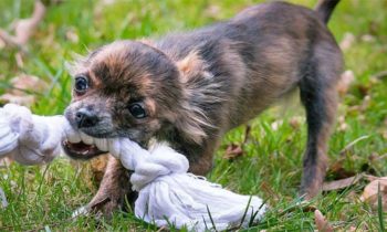 Hundetau, Spieltau, Seilknochen – vielen Namen für einen großen Spaß