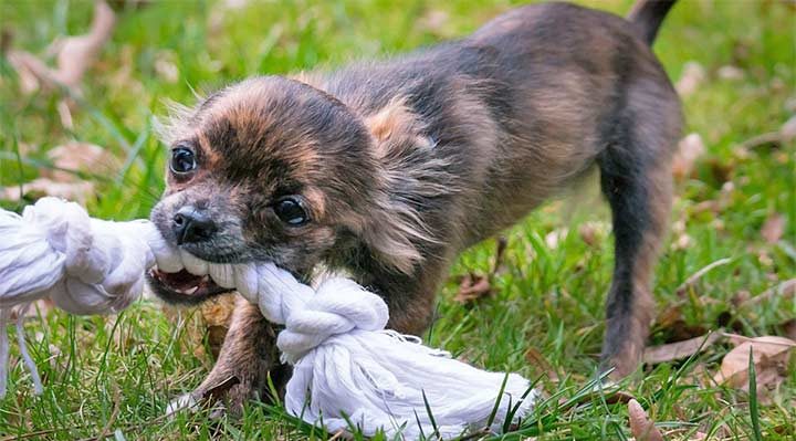 Hundetau, Spieltau, Seilknochen – vielen Namen für einen großen Spaß