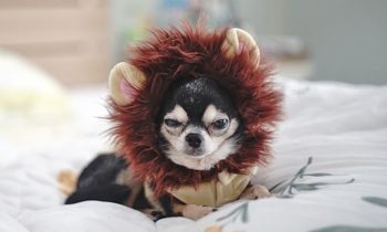 Hundeaccessoires