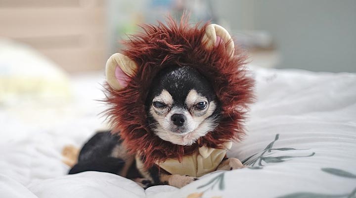 Hundeaccessoires
