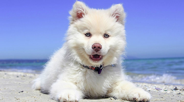 Finnischer Lapphund