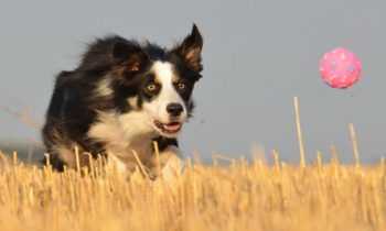 Futterball, Activityball oder Snackball für Hunde – garantiert ein Lieblingsspielzeug