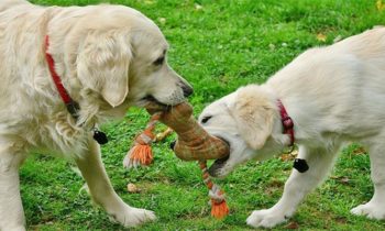 Hundespielzeug