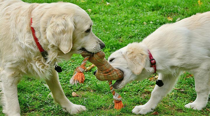 Golden Retriever spielen