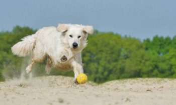 Hundebücher zum Spielen mit Hunden