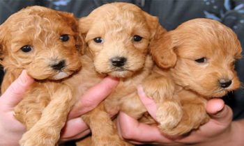 Hundebücher zur Hundezucht