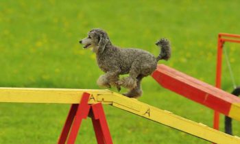 Hundepensionen & Hundeschulen