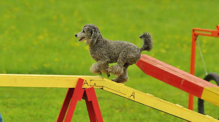 Agility