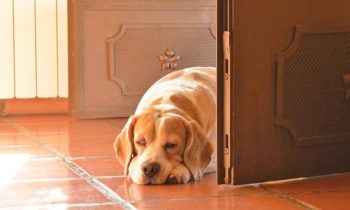 Hundetür – Hundeklappe