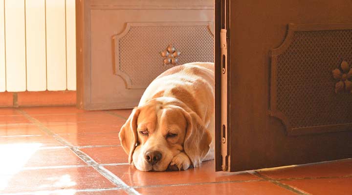 Hund zu Hause