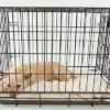 Hundetransportbox
