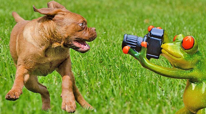 Lustiger Hund