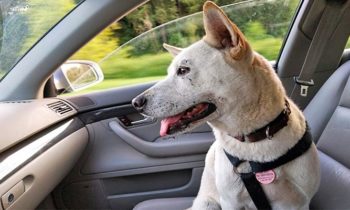 Autogurt für den Hund