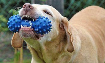 Hundebedarf – Einkaufsmeile