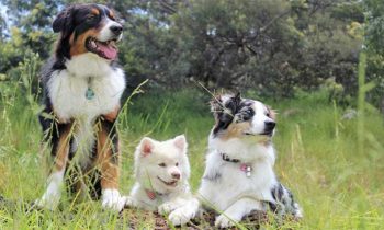 Hundebücher zu Hunderassen & Hundekauf