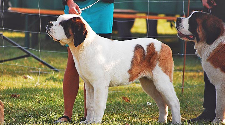 Hundeausstellung