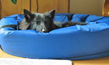 Hundebett