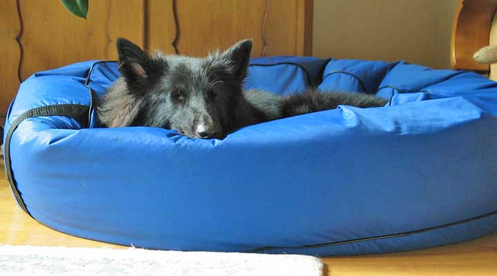 Hund im Hundebett