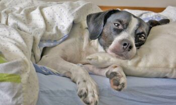 Hundekrankenversicherung & OP-Versicherung