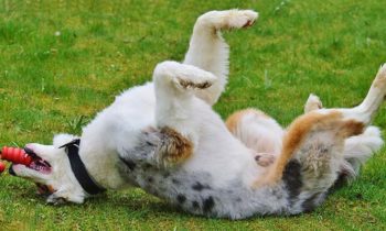 Kong Hundespielzeug