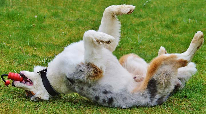 kong-spielball-hunde-pix-1318461