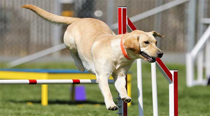 Labrador Retriever