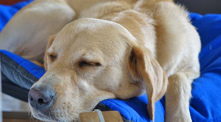 Kuschlige Hundedecke