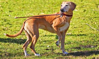 Hundebücher über Hund & Recht