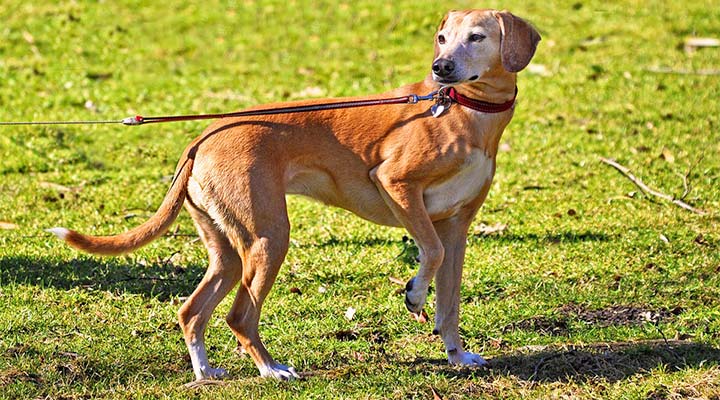 Spazieren mit dem Hund
