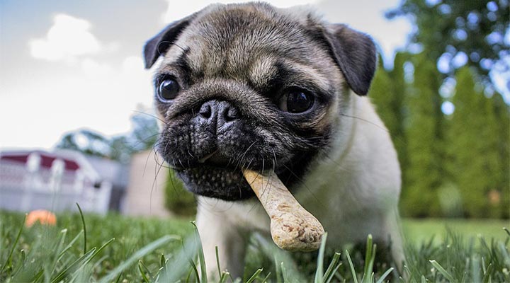 Frischfutter für Hund