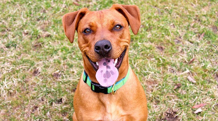 Pitbull Boxer: Augenreiniger für Hunde