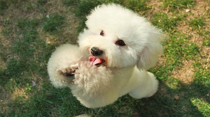 Pudel, Hundeerziehung