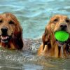 Urlaub mit Hund
