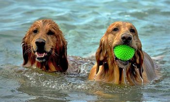 Urlaub mit Hund