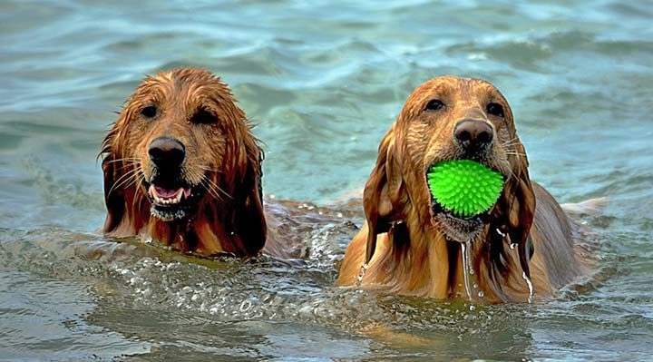Urlaub mit Hund