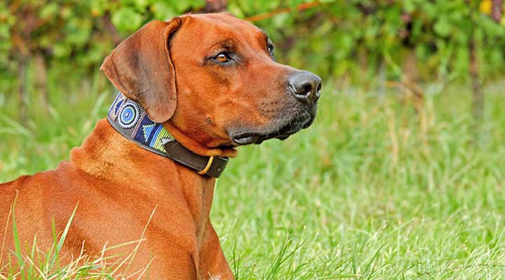 Rhodesian Ridgeback
