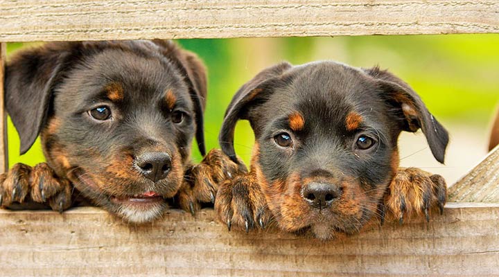 Rottweiler