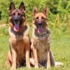 Hundebücher zu Hundeausbildung & Hundesport
