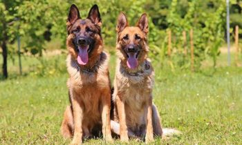 Hundebücher zu Hundeausbildung & Hundesport
