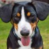 Hunde ausstellen