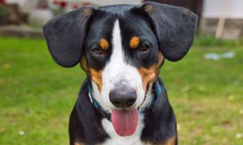 Hunde ausstellen