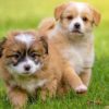 Hunde-Kleinanzeigen & Züchter-Portale