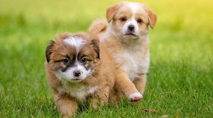 Hunde-Kleinanzeigen & Züchter-Portale
