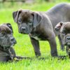 Hundebücher zur Genetik in der Hundezucht