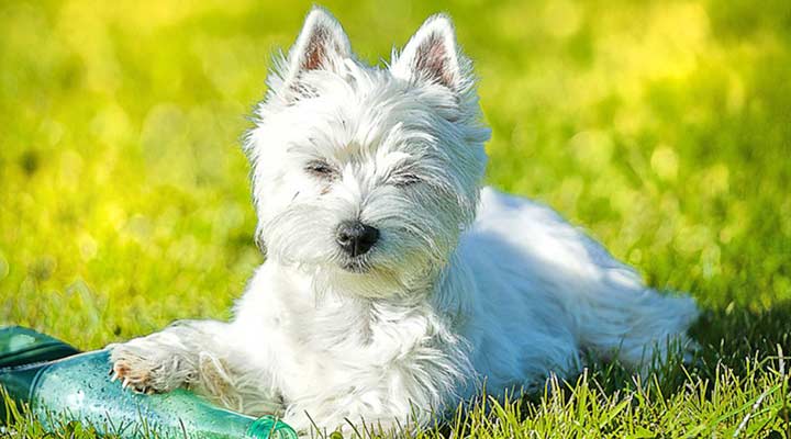 Westie