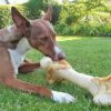 Frischfutter für Hunde, eine gesunde Alternative