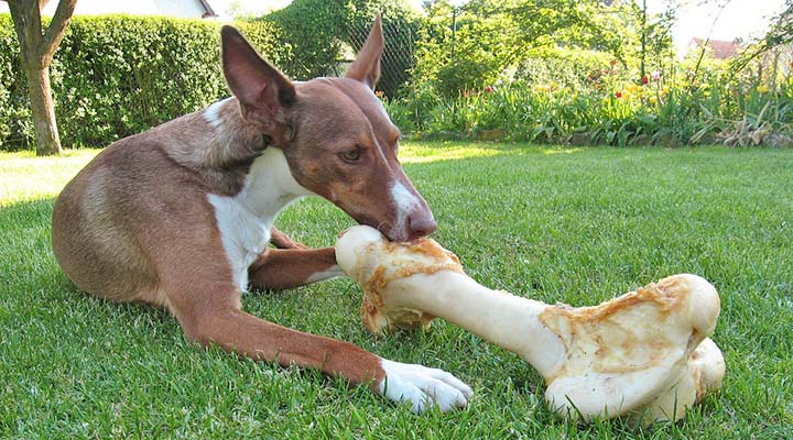 naturfutter-frischfutter-hund-pix-1398585