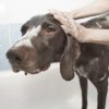 Hundeshampoo mit natürlichen Inhaltsstoffen